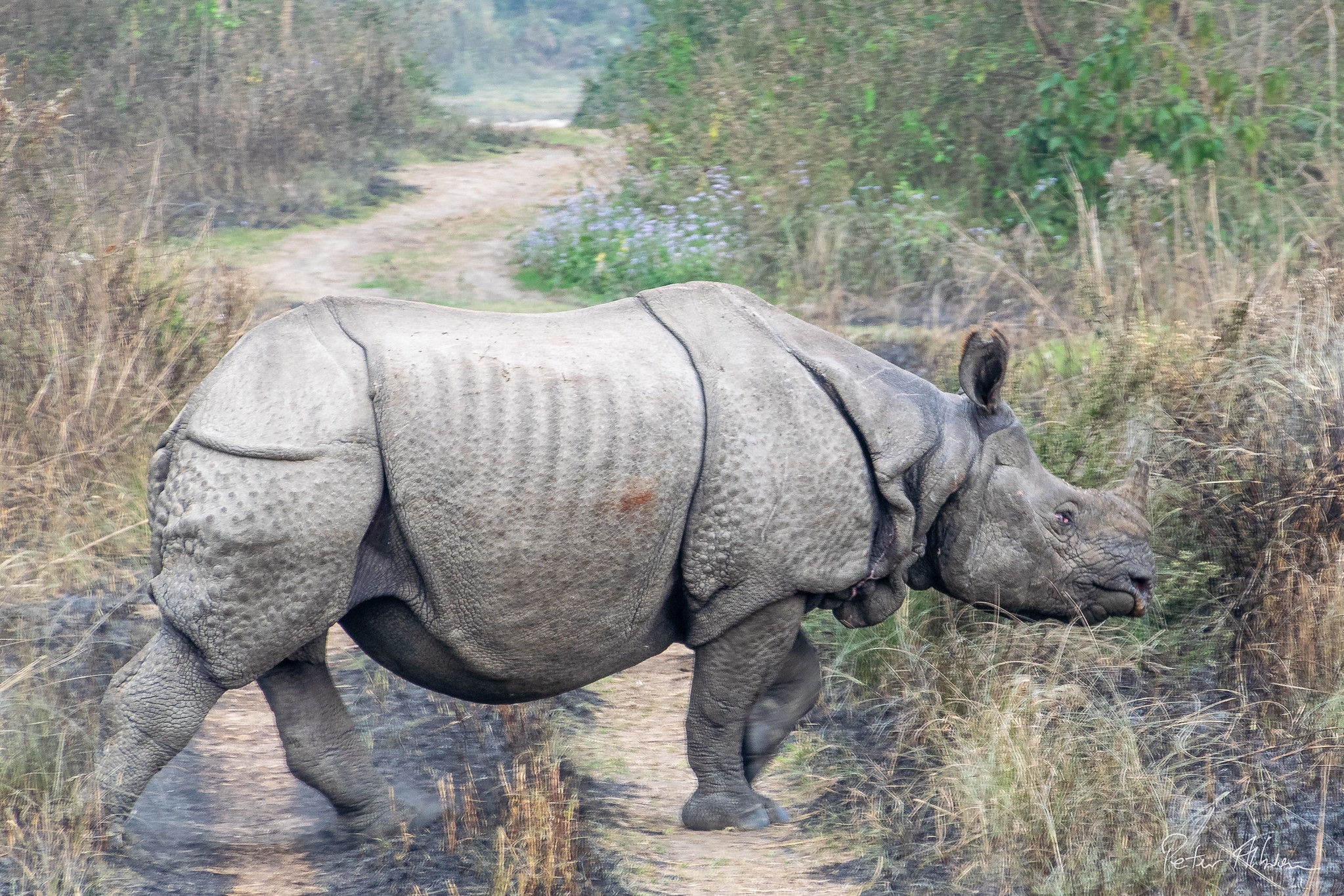 A large, gray greater one-horned rhinoceros walks across a dirt path in a grassy, wooded environment.